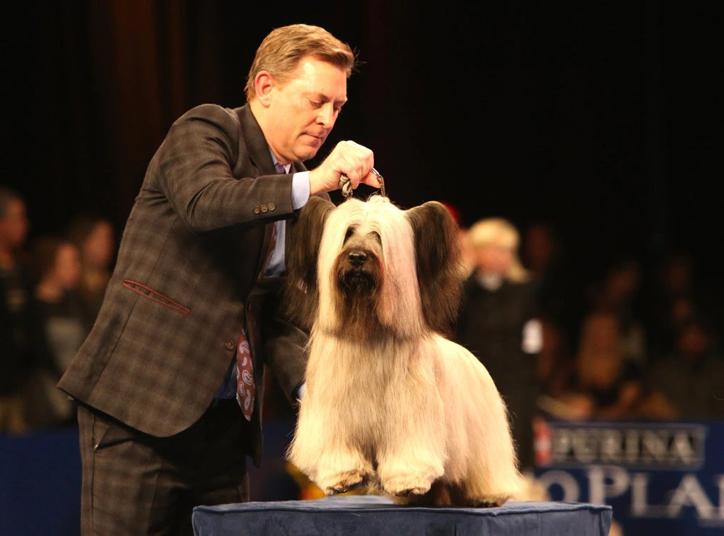 NDS 2015 Best in Show Winner: Charlie the Skye Terrier
